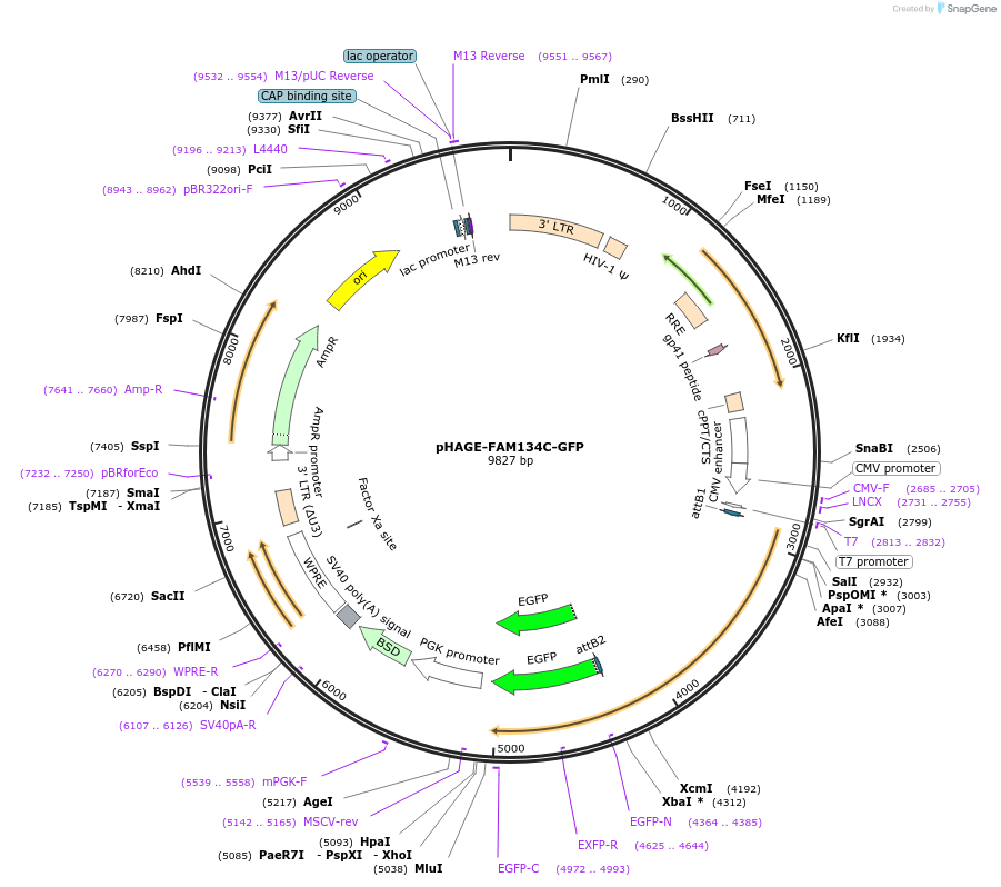 201927-plasmid-map-sequence-id-397644