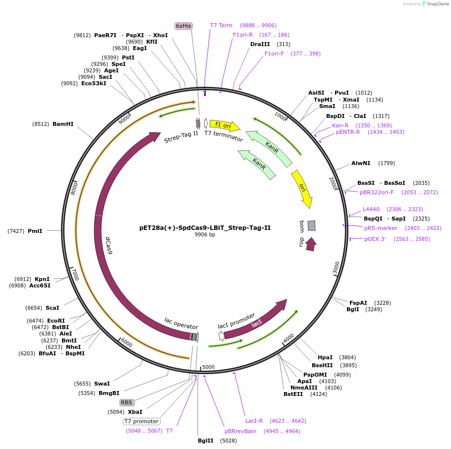 198751-plasmid-map-sequence-id-397645