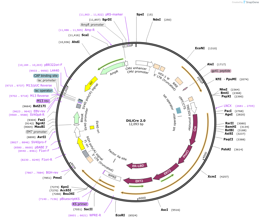 198752-plasmid-map-sequence-id-397647
