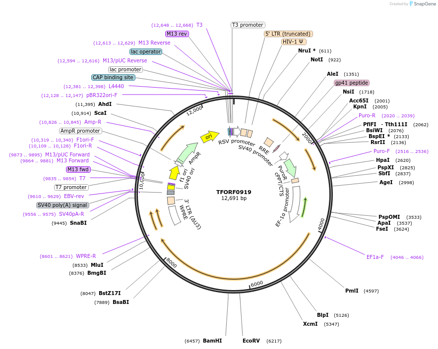 142206-plasmid-map-sequence-id-397650