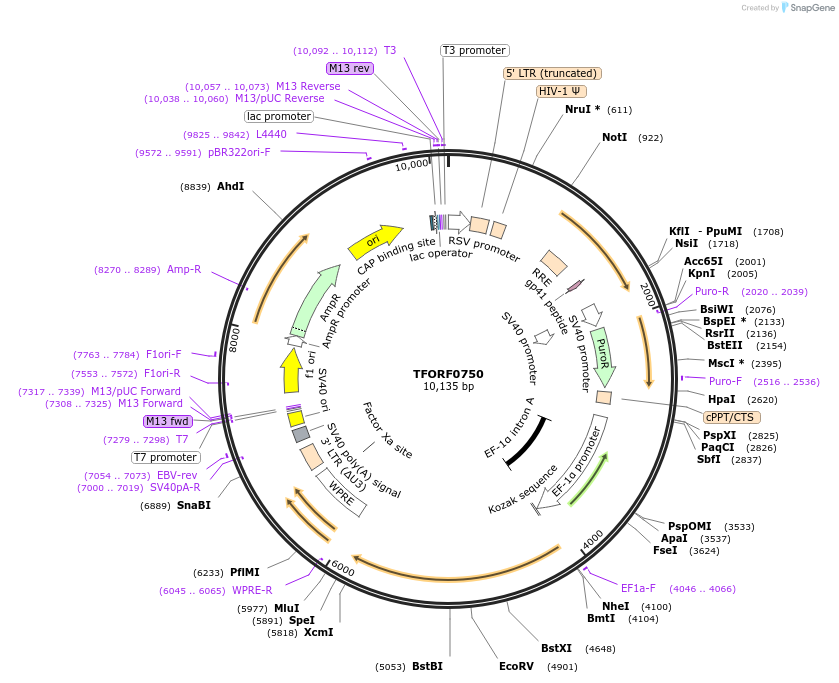 142236-plasmid-map-sequence-id-397651