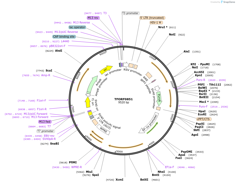 142219-plasmid-map-sequence-id-397654