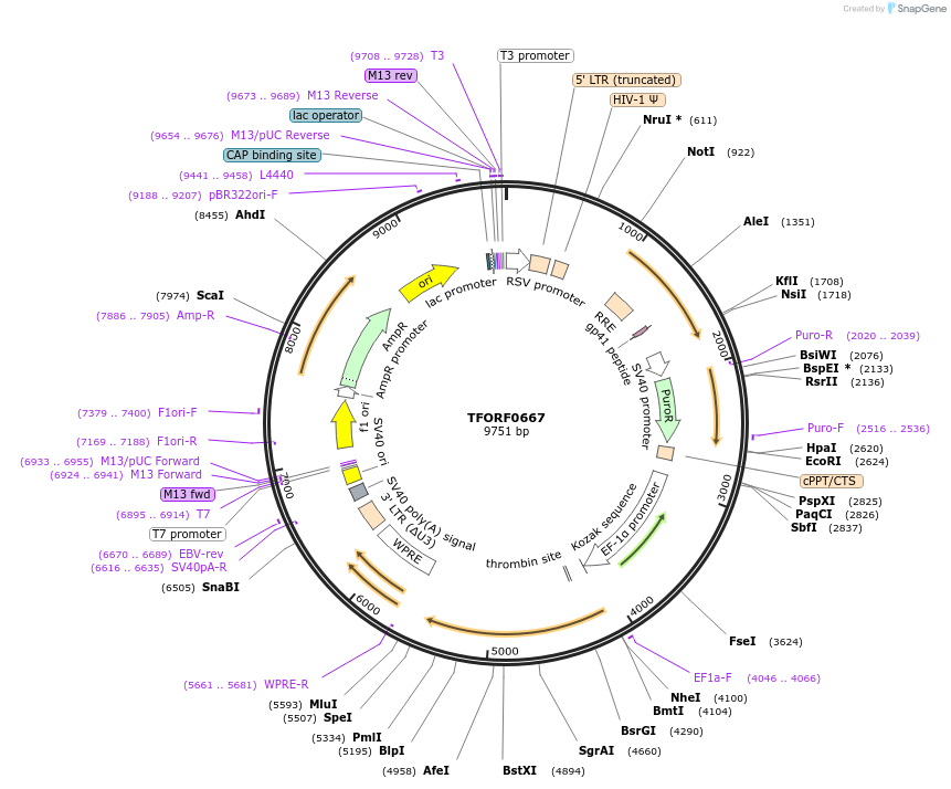 142224-plasmid-map-sequence-id-397656