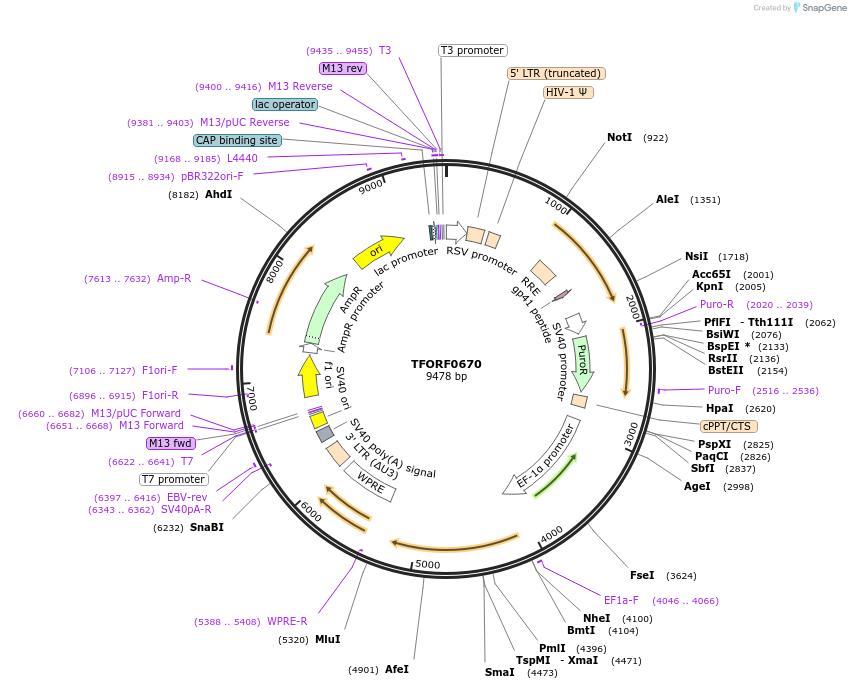 142225-plasmid-map-sequence-id-397658