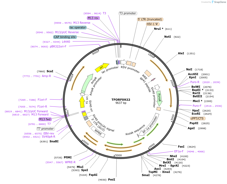 142207-plasmid-map-sequence-id-397659