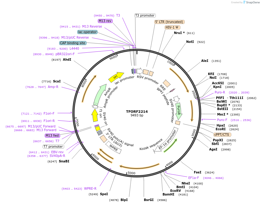 142176-plasmid-map-sequence-id-397663
