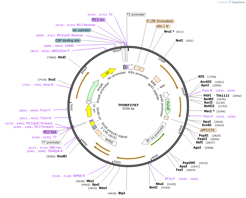 142158-plasmid-map-sequence-id-397668