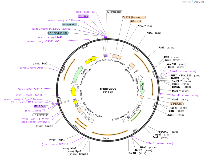 142183-plasmid-map-sequence-id-397669