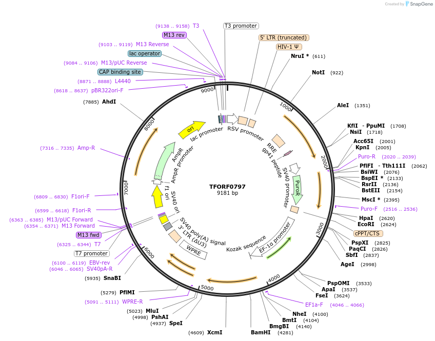 142195-plasmid-map-sequence-id-397672