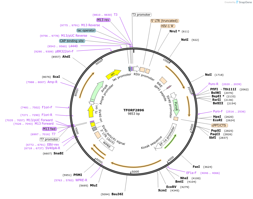 142170-plasmid-map-sequence-id-397673