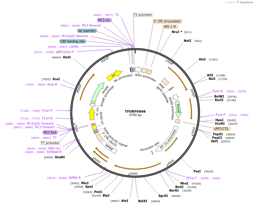 142200-plasmid-map-sequence-id-397674