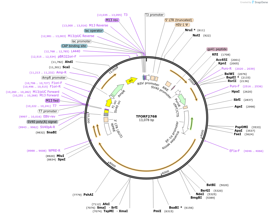 142159-plasmid-map-sequence-id-397675