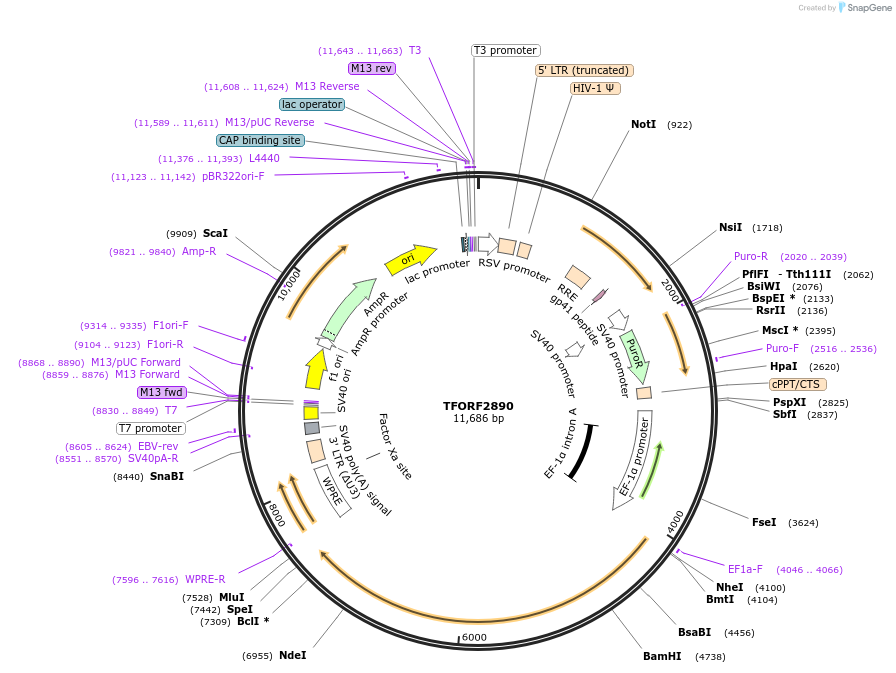 142168-plasmid-map-sequence-id-397678