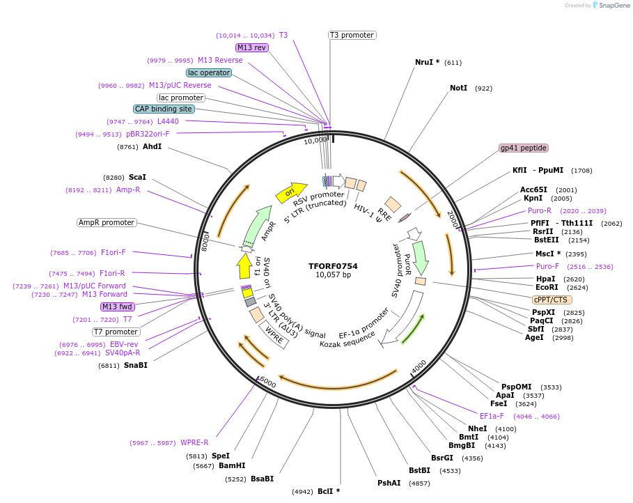 142193-plasmid-map-sequence-id-397679