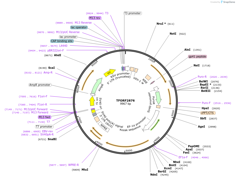 142167-plasmid-map-sequence-id-397680