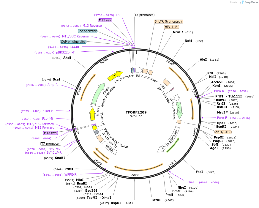 142175-plasmid-map-sequence-id-397682