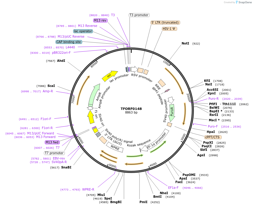 142149-plasmid-map-sequence-id-397684