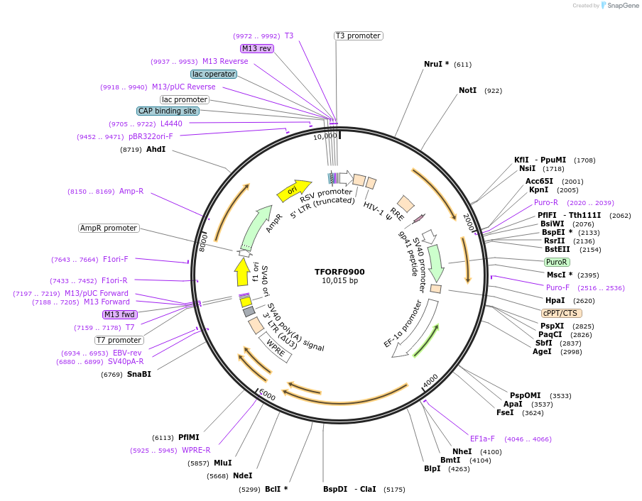 142232-plasmid-map-sequence-id-397686