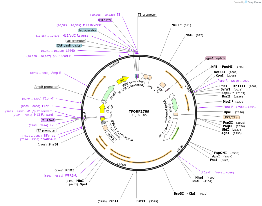 142162-plasmid-map-sequence-id-397689