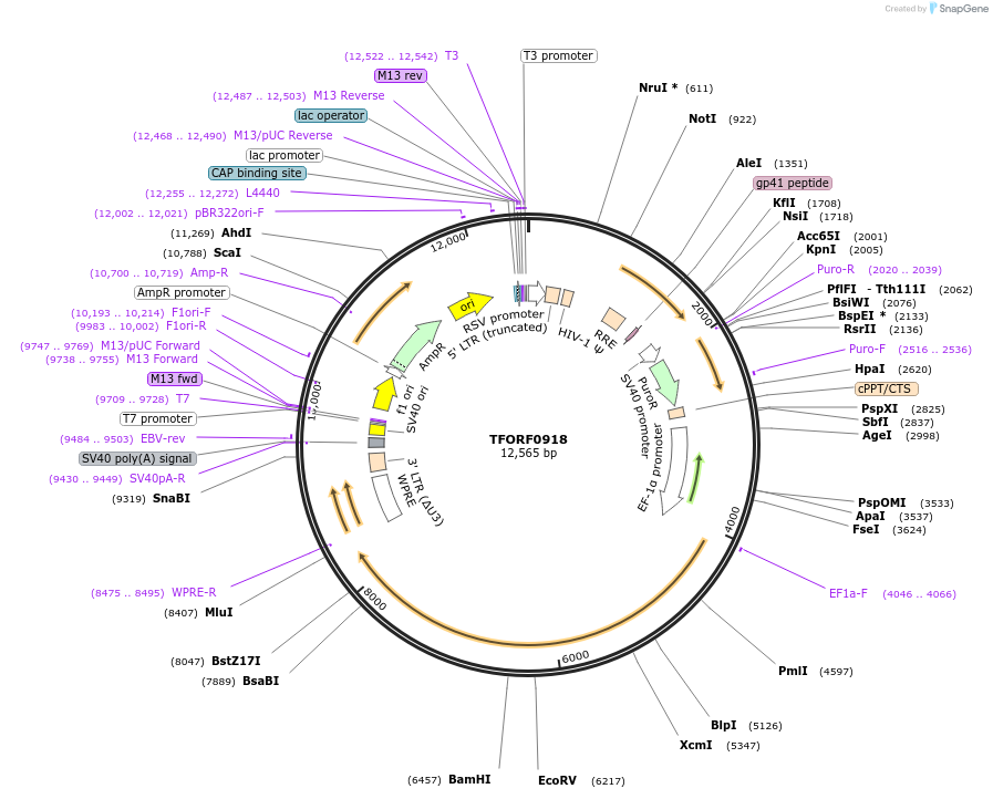 142199-plasmid-map-sequence-id-397690
