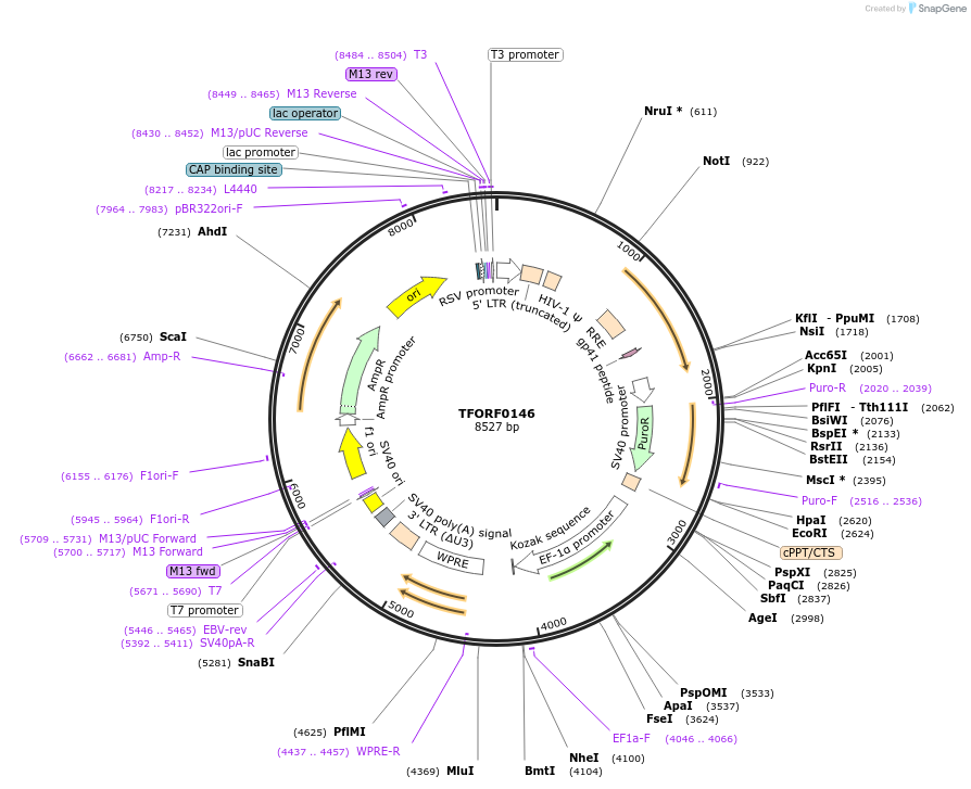 142148-plasmid-map-sequence-id-397691