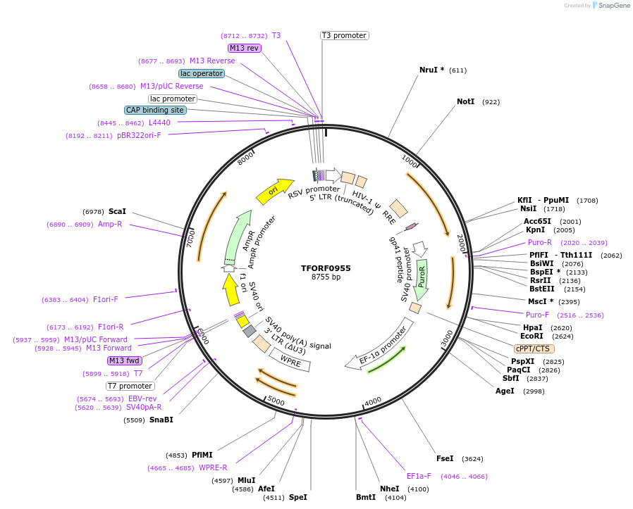 142221-plasmid-map-sequence-id-397692