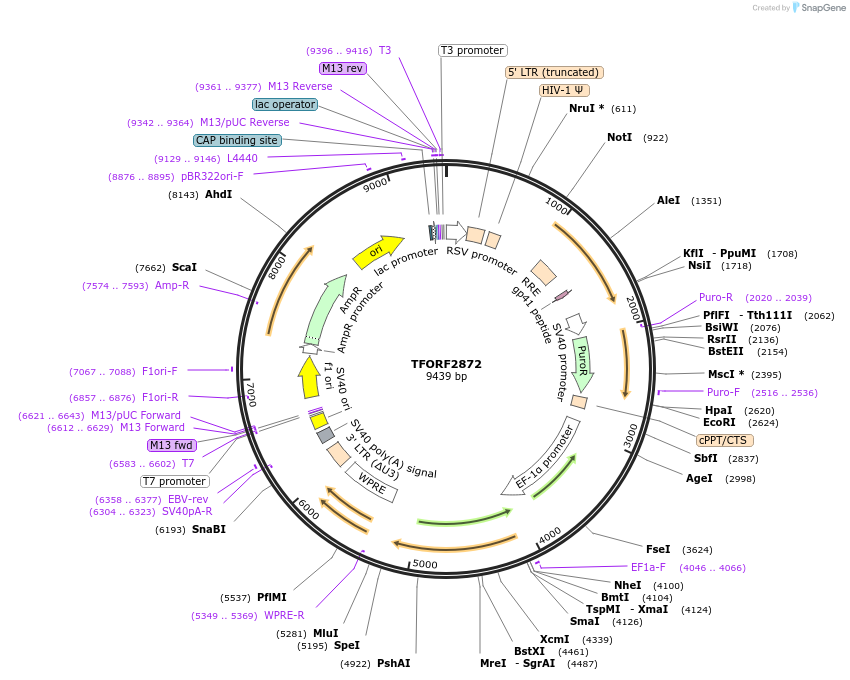 142166-plasmid-map-sequence-id-397693