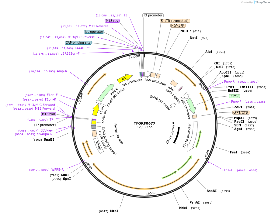 142192-plasmid-map-sequence-id-397694