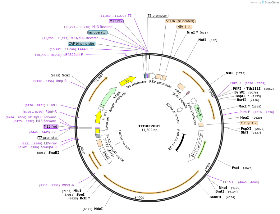 142169-plasmid-map-sequence-id-397695