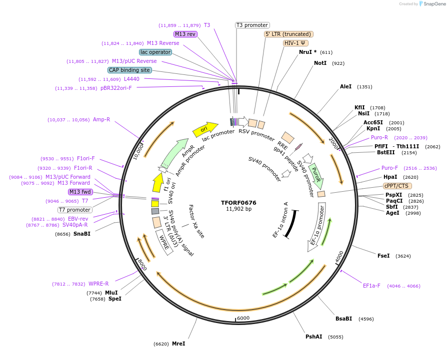142191-plasmid-map-sequence-id-397696