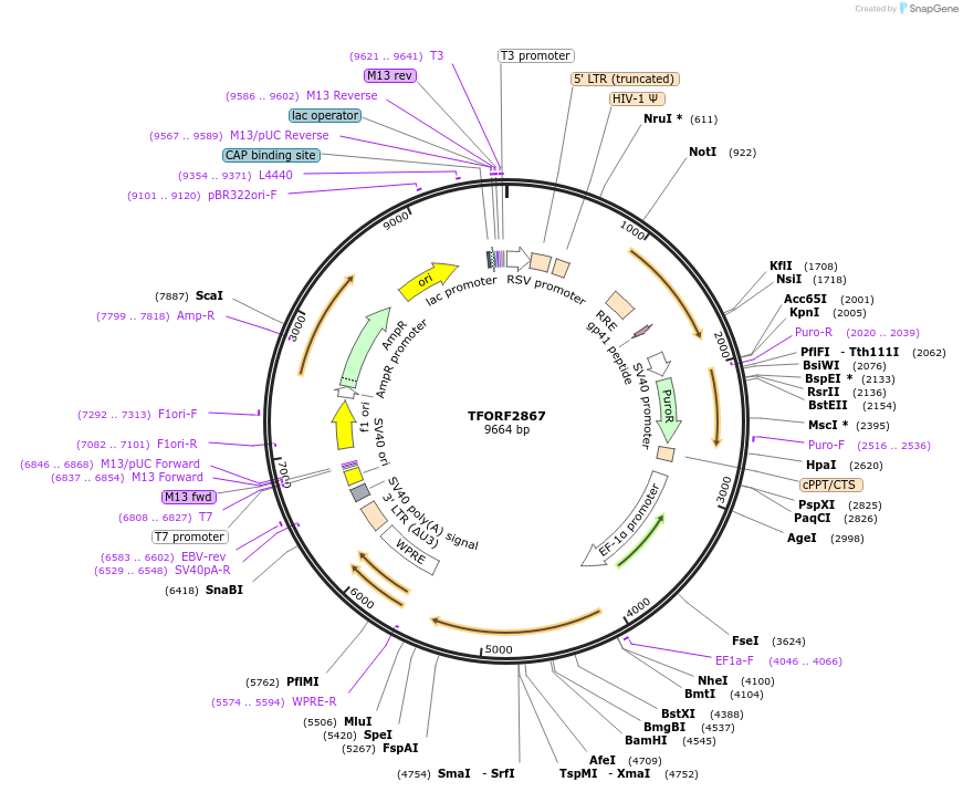 142163-plasmid-map-sequence-id-397697