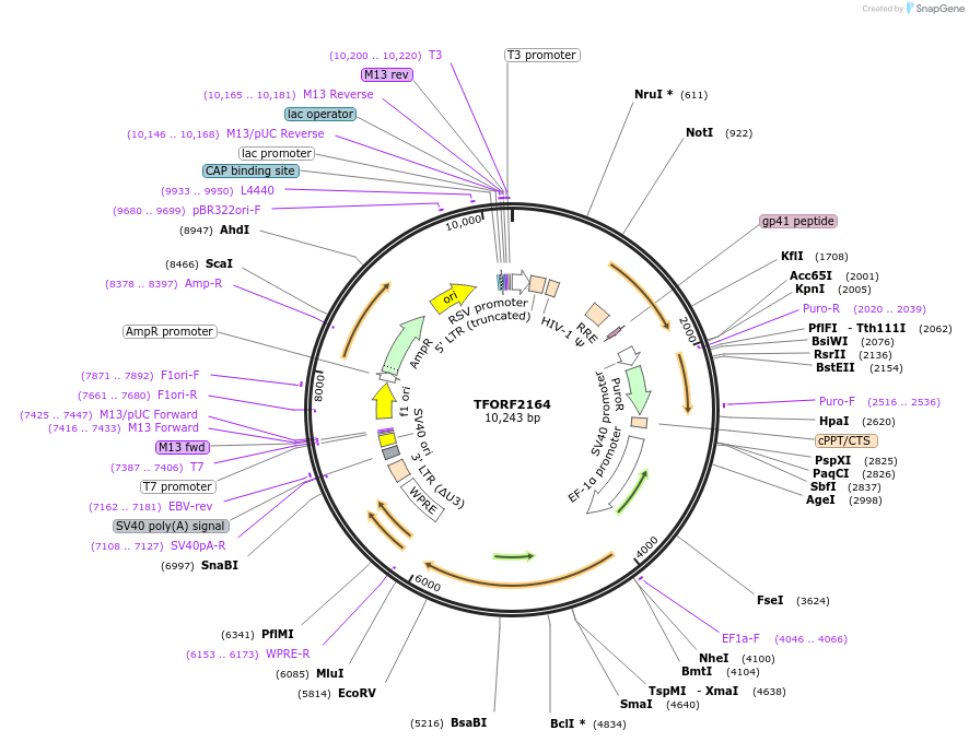 142186-plasmid-map-sequence-id-397698