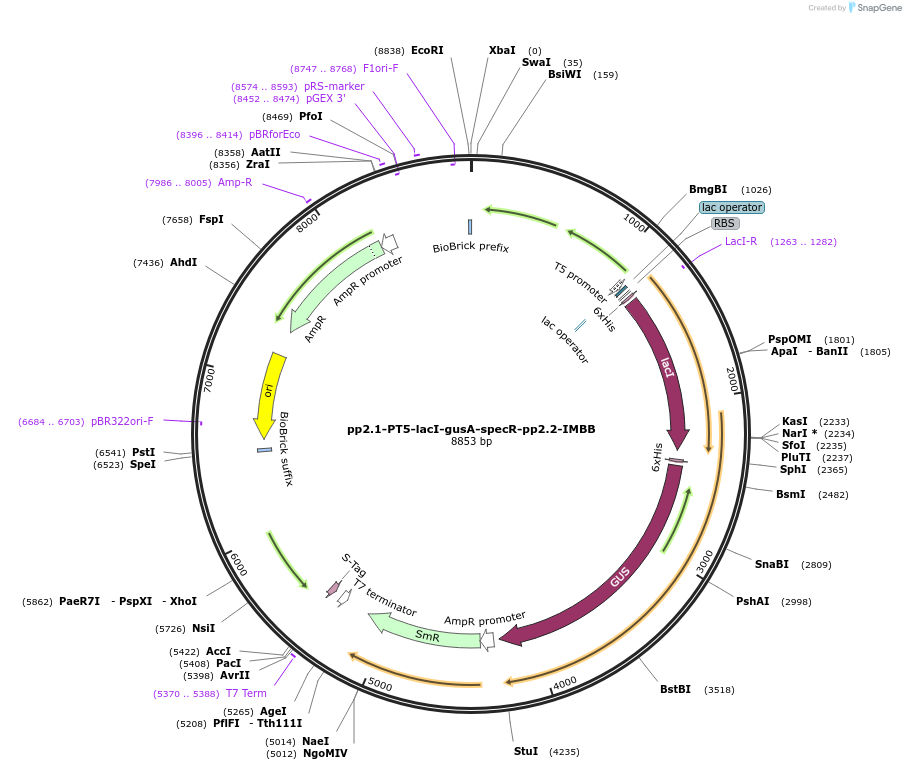 30505-plasmid-map-sequence-id-39770