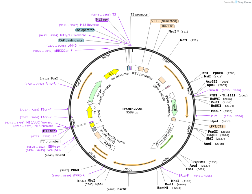 142155-plasmid-map-sequence-id-397700