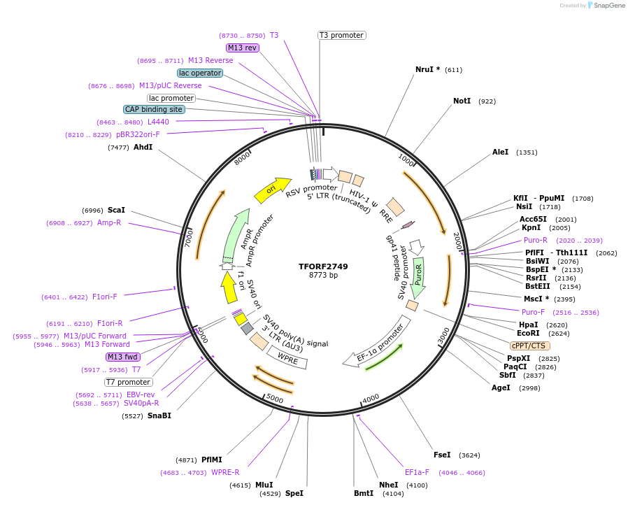 142156-plasmid-map-sequence-id-397701