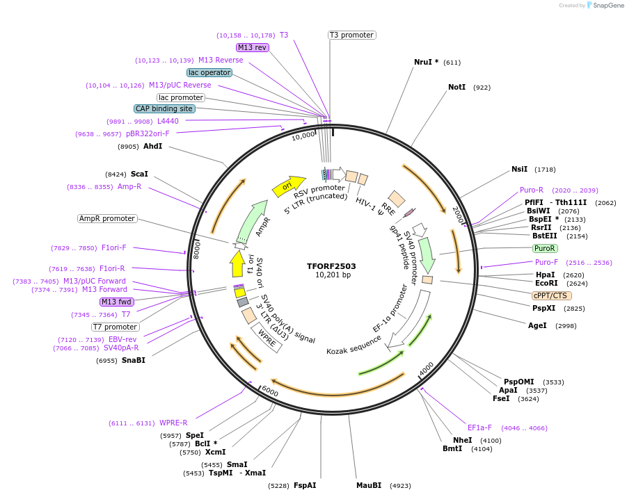 142119-plasmid-map-sequence-id-397703