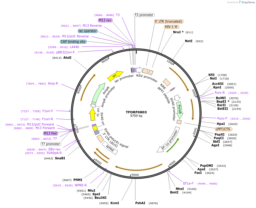 142227-plasmid-map-sequence-id-397704