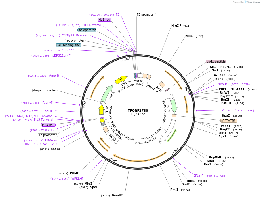 142161-plasmid-map-sequence-id-397706
