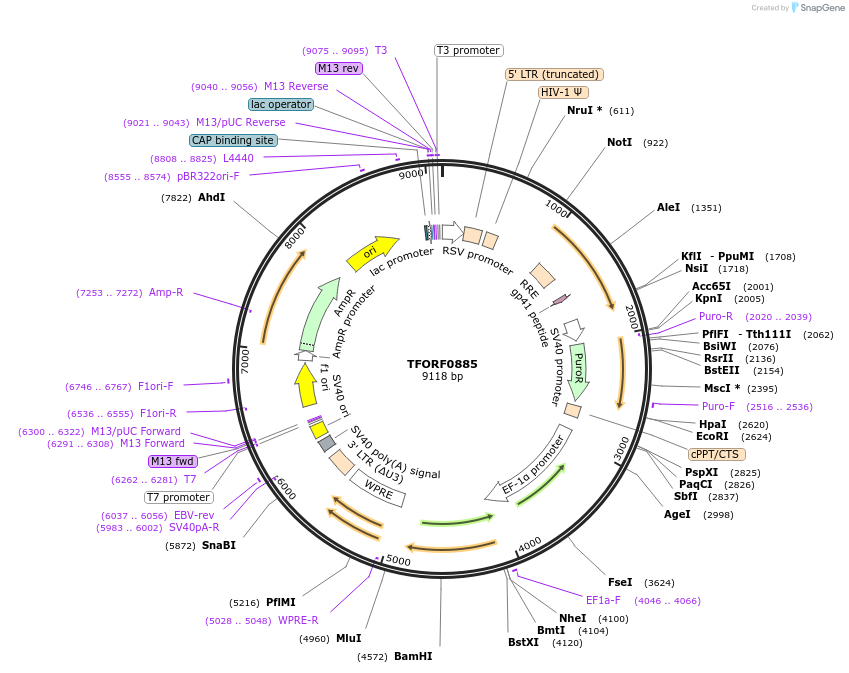 142210-plasmid-map-sequence-id-397707