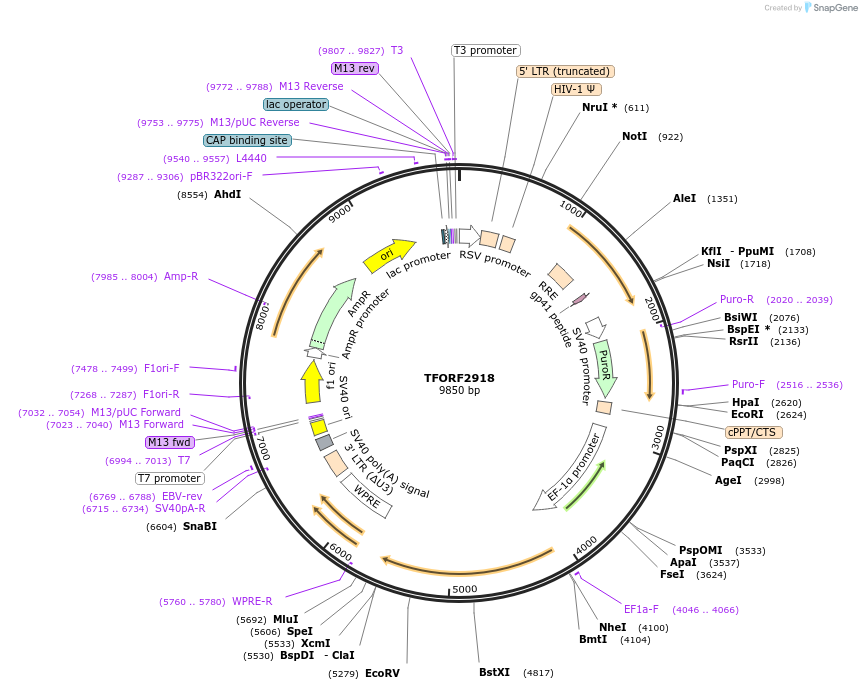 142172-plasmid-map-sequence-id-397711