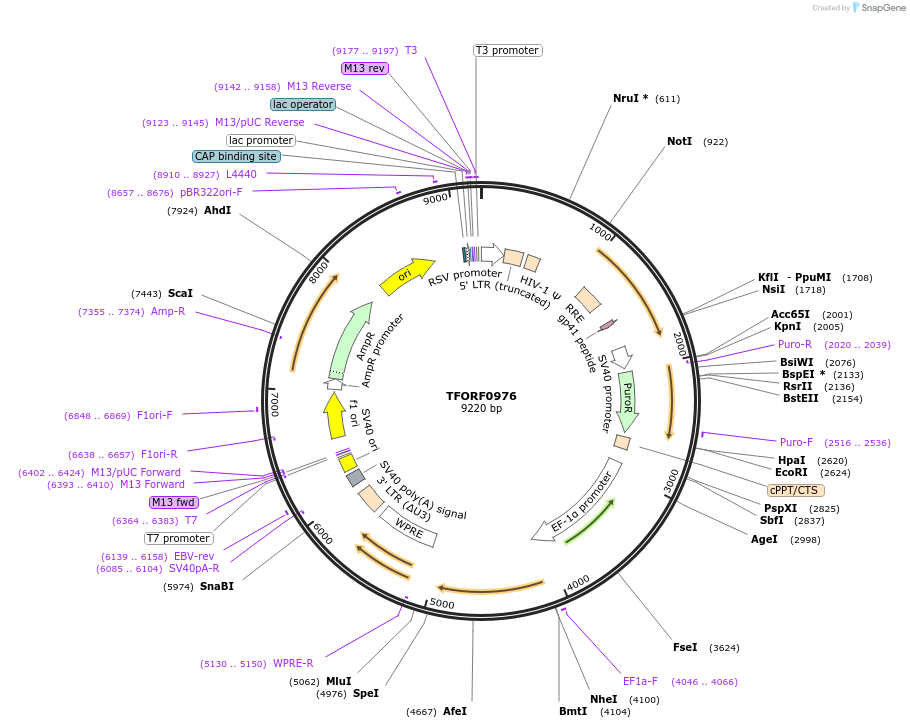 142223-plasmid-map-sequence-id-397712