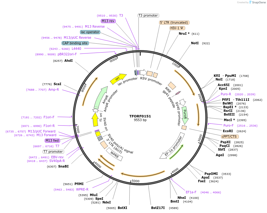 142150-plasmid-map-sequence-id-397713