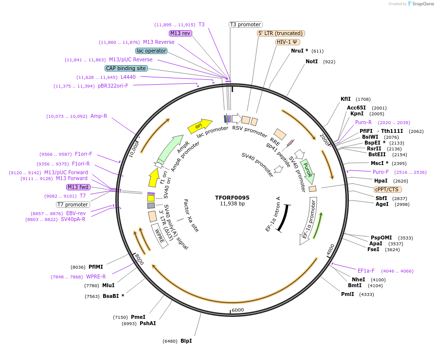 142145-plasmid-map-sequence-id-397714