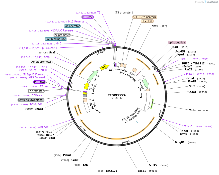 142160-plasmid-map-sequence-id-397717