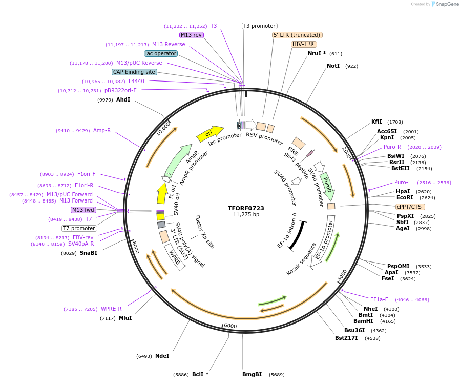 142226-plasmid-map-sequence-id-397718
