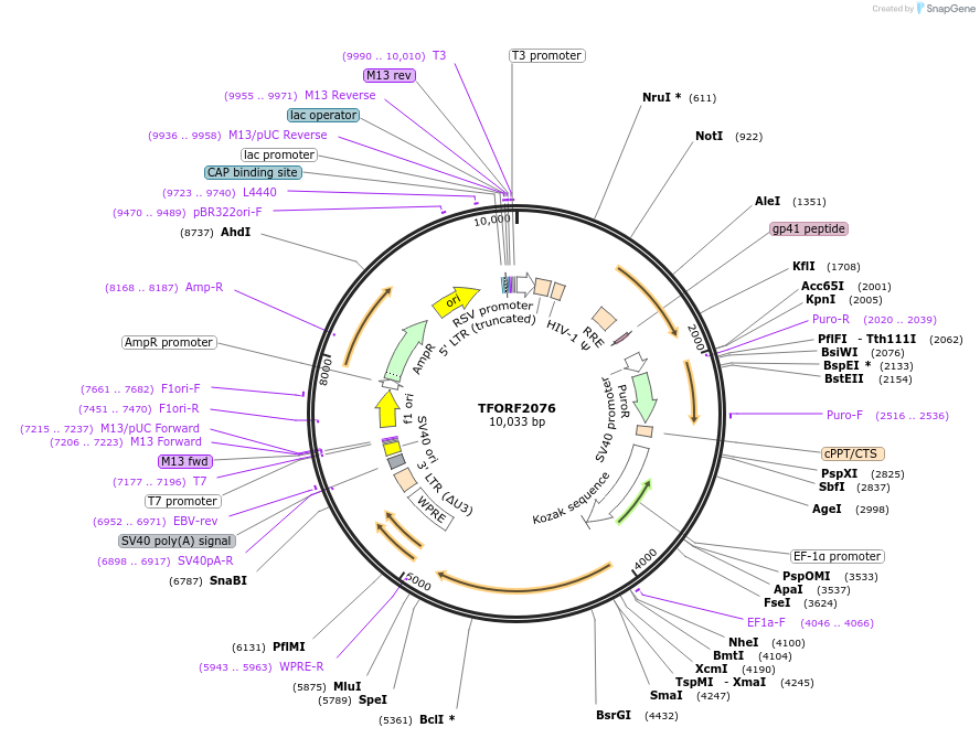 142185-plasmid-map-sequence-id-397719