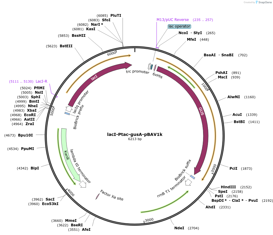 30503-plasmid-map-sequence-id-39772