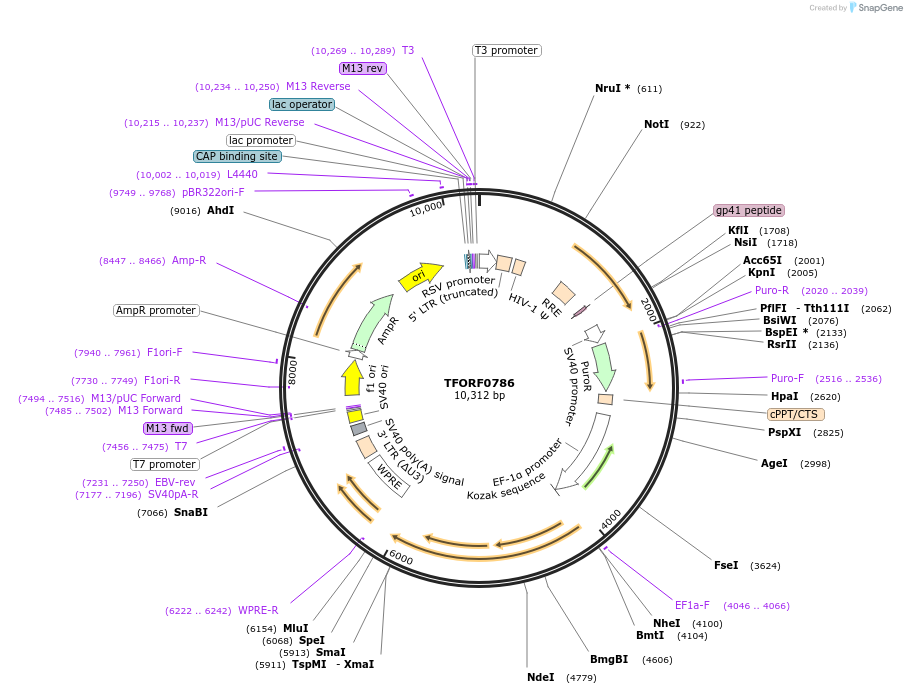 142217-plasmid-map-sequence-id-397721