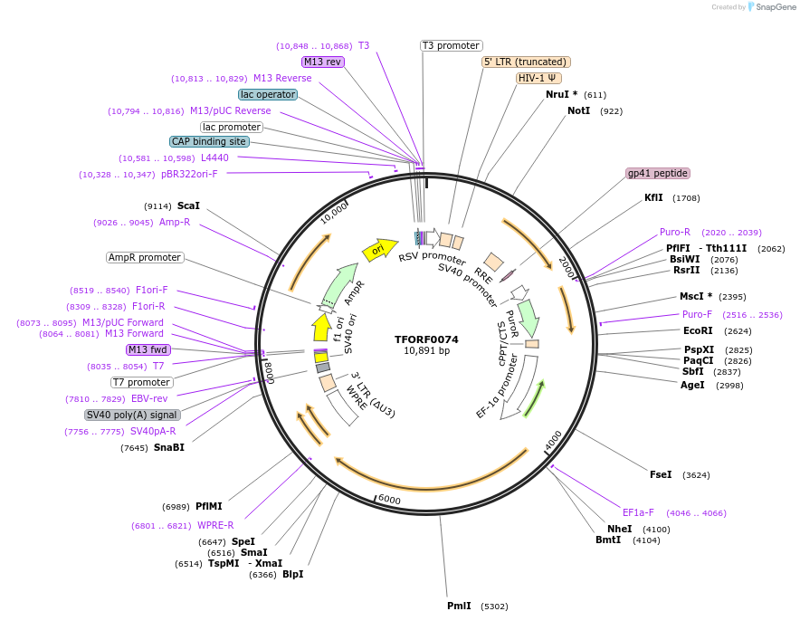 142144-plasmid-map-sequence-id-397722
