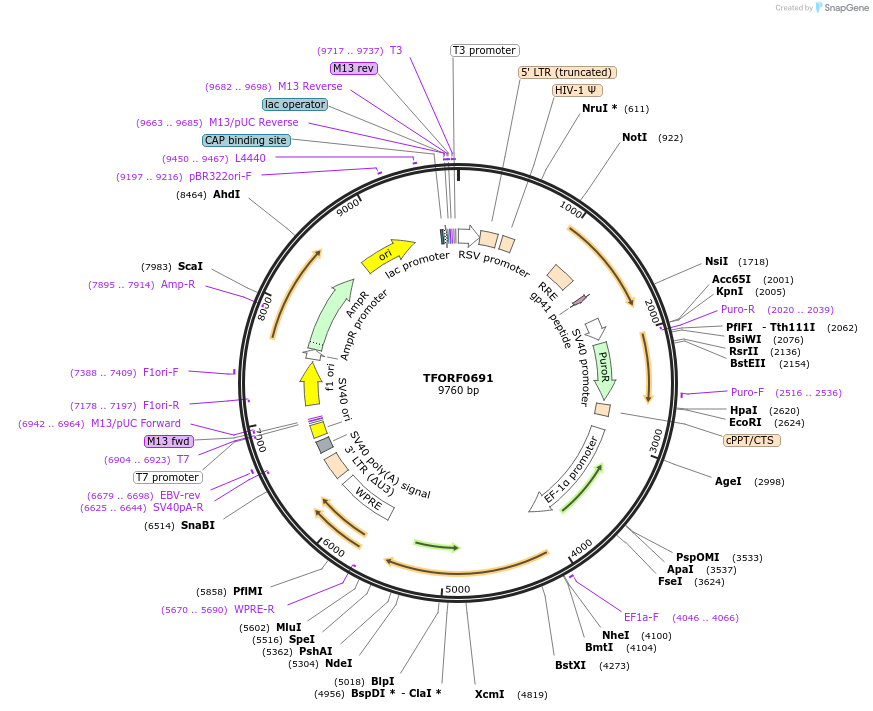 142214-plasmid-map-sequence-id-397723